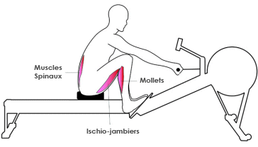 Muscles rameur : phase d'attaque