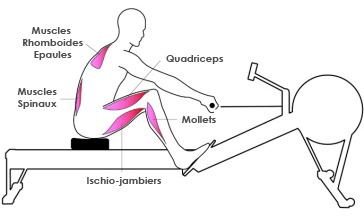 Muscles rameur : phase de récupération