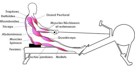 Muscles rameur : phase de propulsion