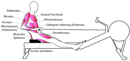 Muscles rameur : fin du geste